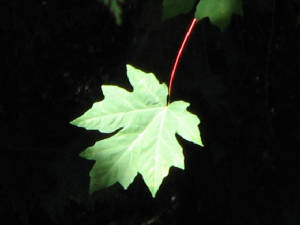 img_7247.jpg